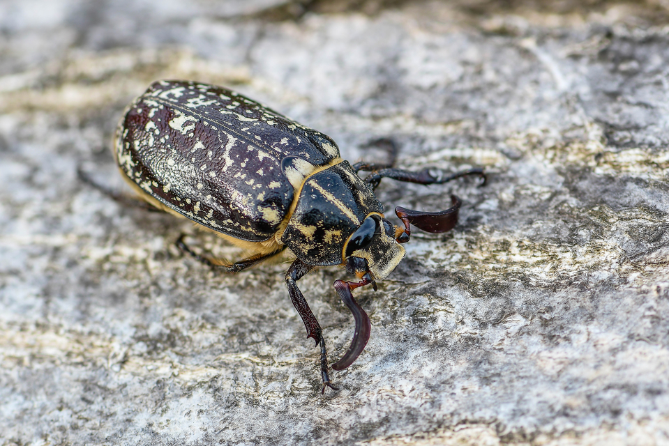 Polyphylla fullo - csapó cserebogár