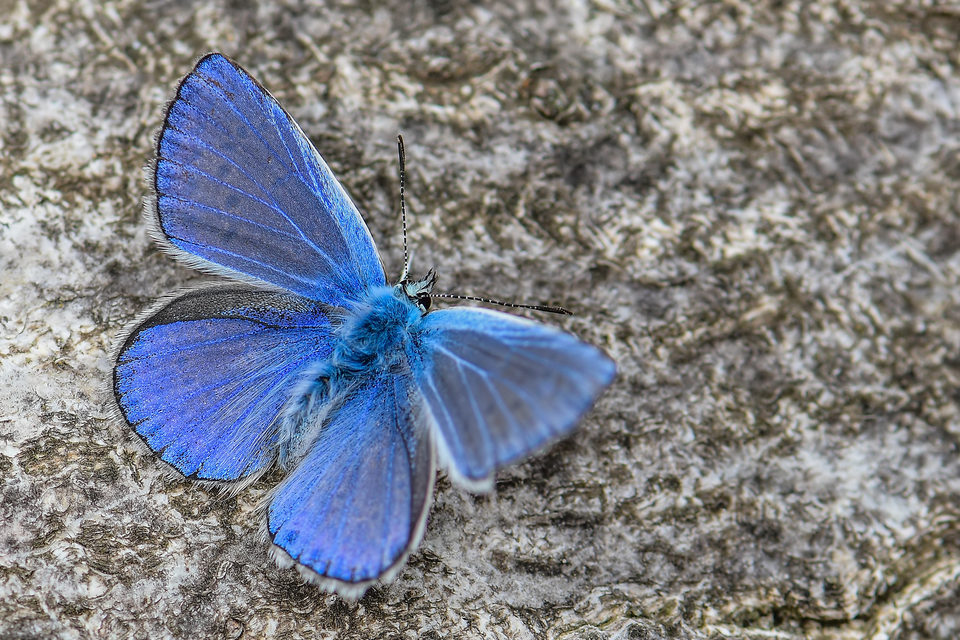 Polyommatus icarus - közönséges boglárka
