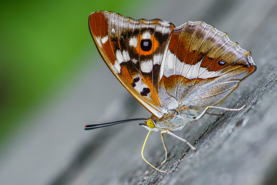 Apatura iris - nagy színjátszólepke