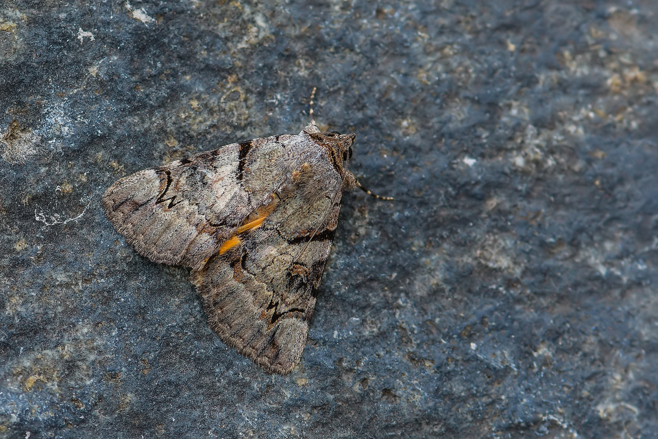 Catocala hymenaea - kökény-övesbagoly