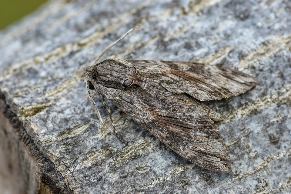 Agrius convolvuli - szulákszender