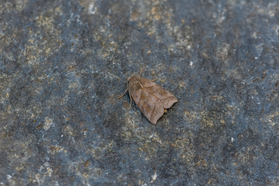 Ipimorpha retusa - sarlós fűzbagoly