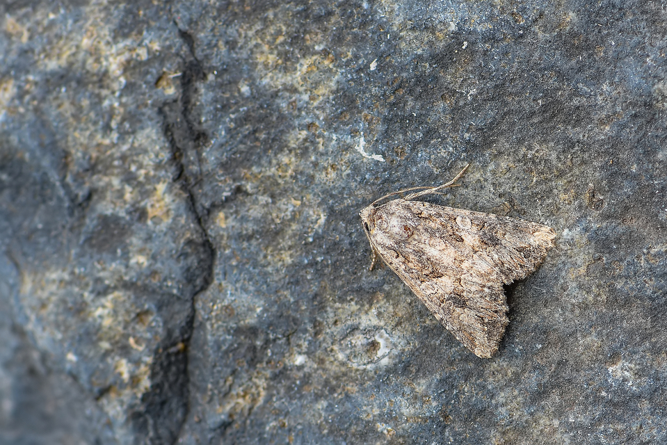 Hadula trifolii - lóherebagoly Hadula trifolii - lóherebagoly