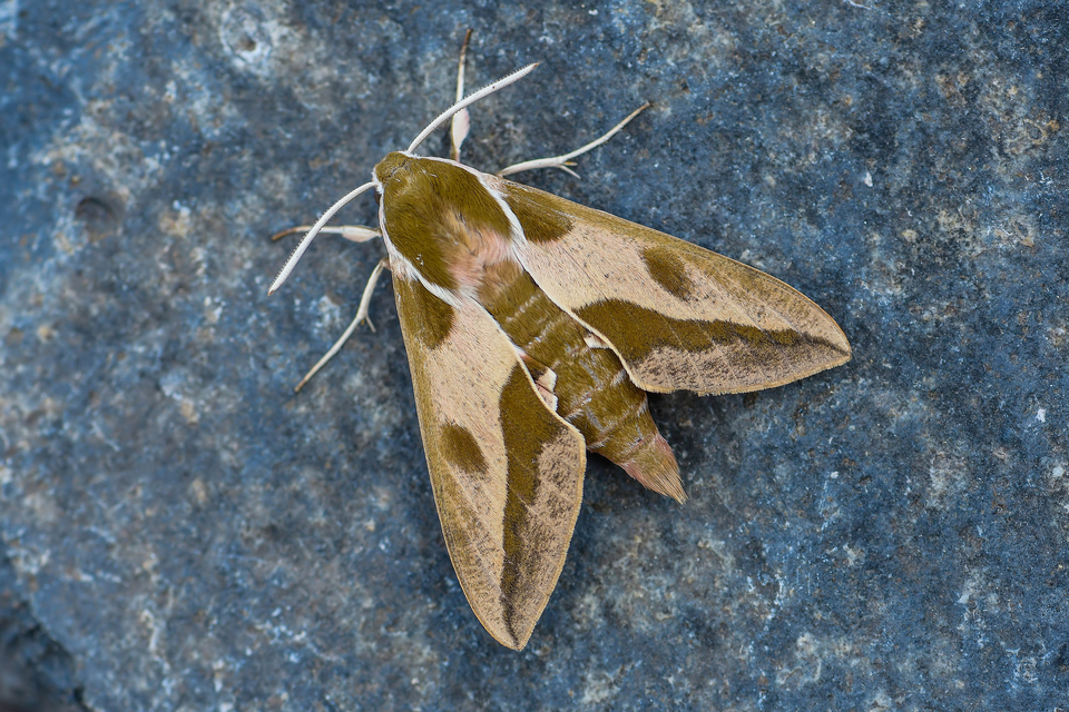 Hyles euphorbiae - kutyatejszender