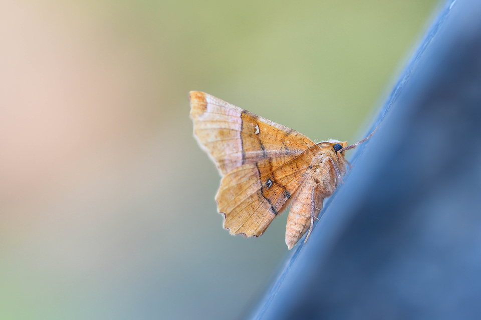 Selenia lunularia - egyfoltos holdasaraszoló
