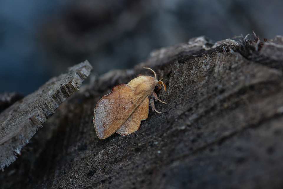 Phyllodesma tremulifolia - nyárlevélpohók