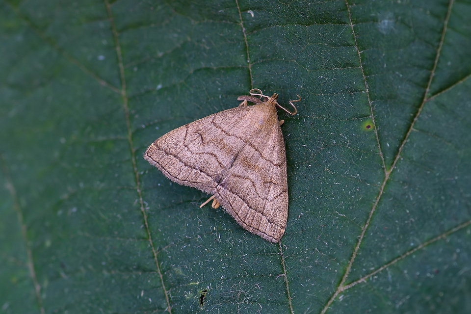 Herminia tarsicrinalis - szőröslábú karcsúbagoly