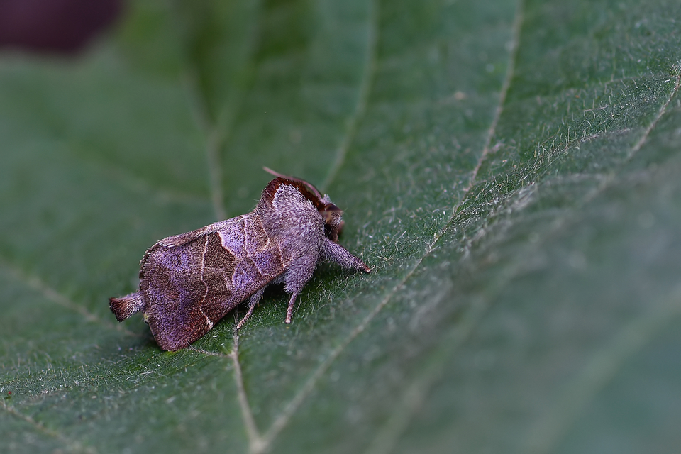 Clostera pigra - apró levélszövő