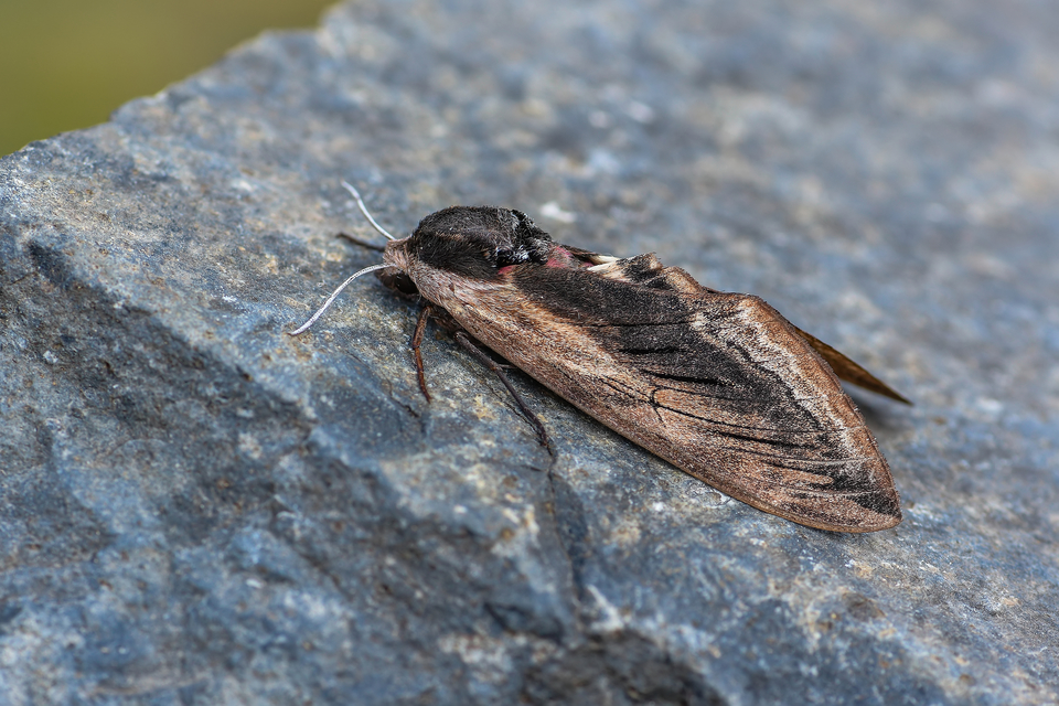 Sphinx ligustri - fagyalszender