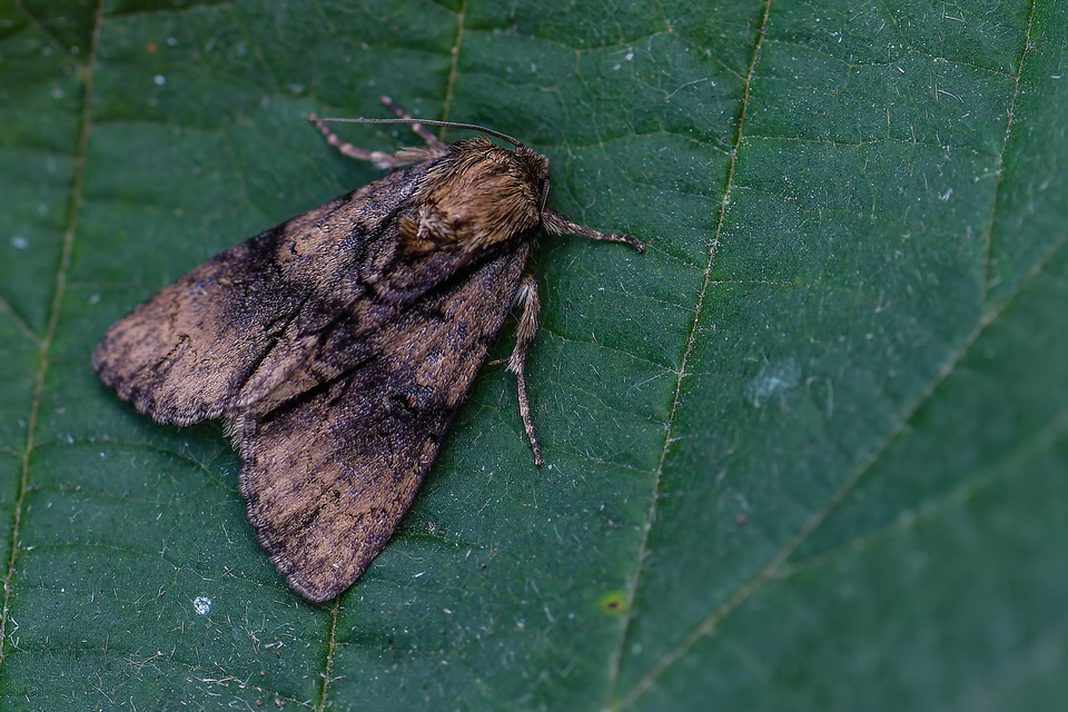 Acronicta alni - éger-szigonyosbagoly