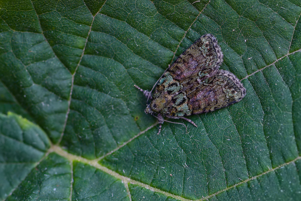 Cryphia algae - sárgászöld zuzmóbagoly