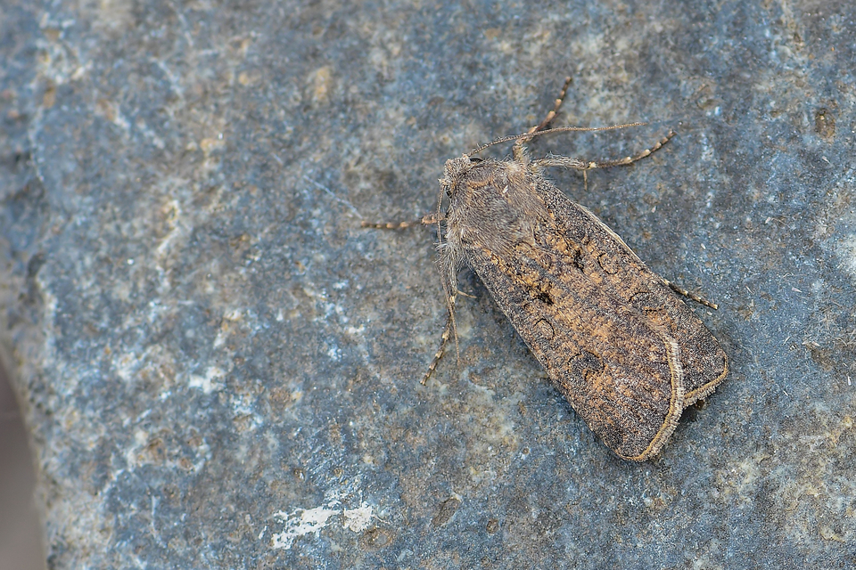 Agrotis segetum - vetési földibagoly