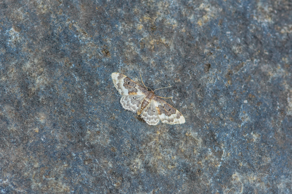 Idaea rusticata - tarka apróaraszoló