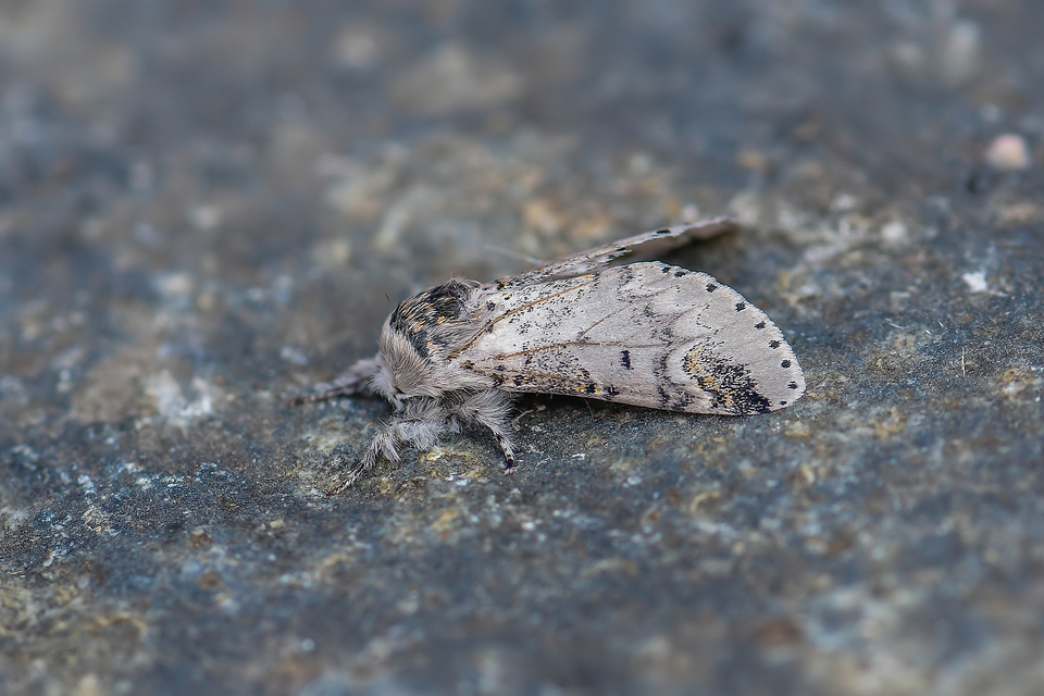 Furcula furcula - szürke púposszövő