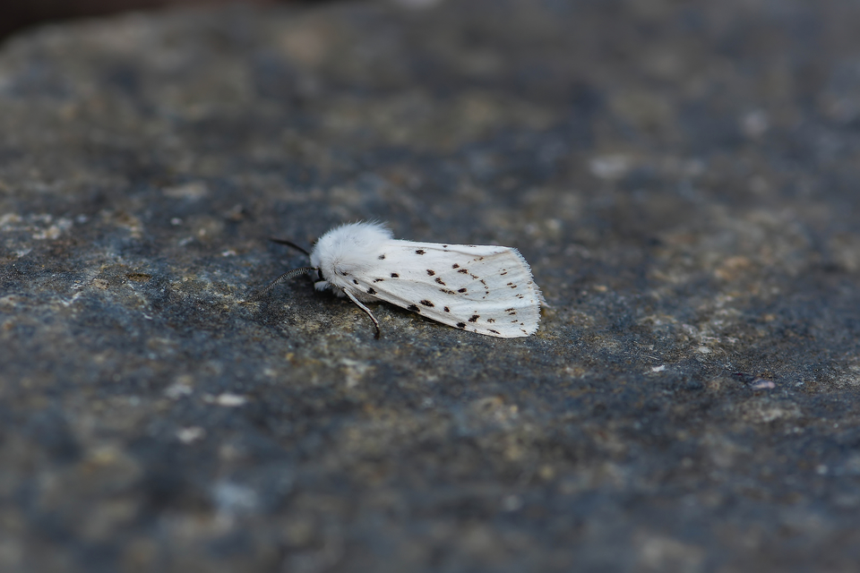Hyphantria cunea - amerikai fehér medvelepke