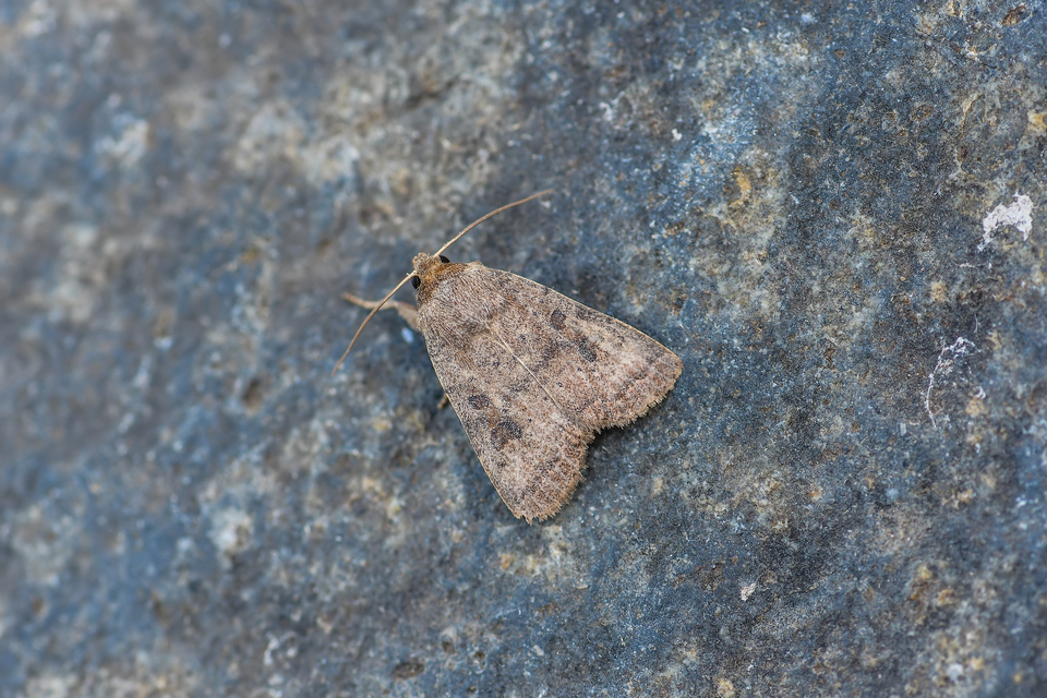 Hoplodrina octogenaria - barna selymesbagoly