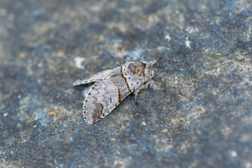 Furcula furcula - szürke púposszövő