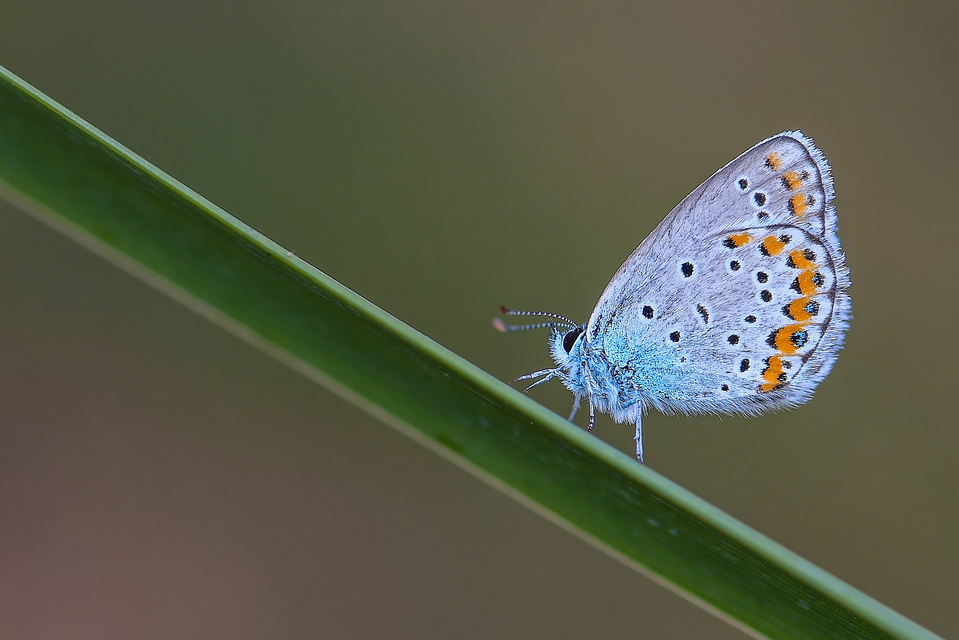 Plebejus argyrognomon - tintakék boglárka