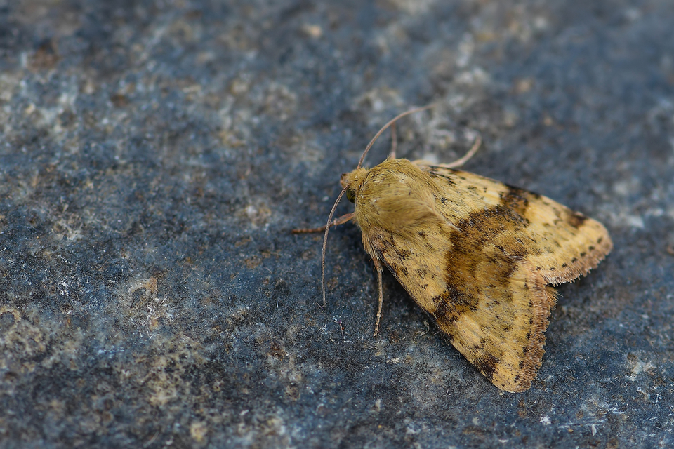 Heliothis adaucta - somkóróbagoly