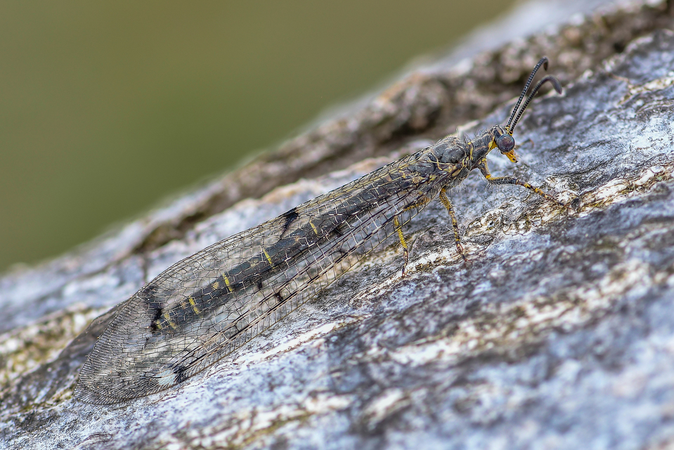 Distoleon tetragrammicus - négyfoltos hangyaleső