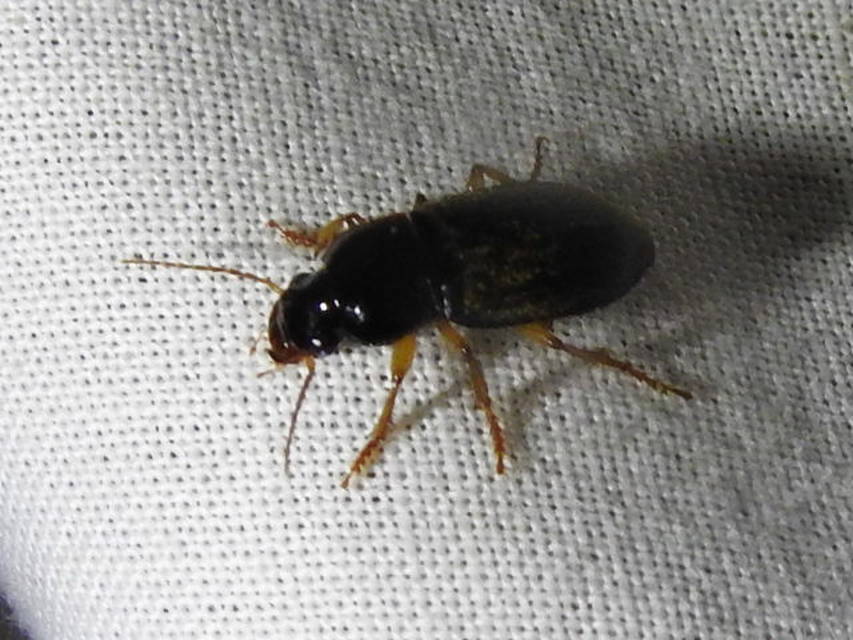 Harpalus griseus - kis selymesfutó