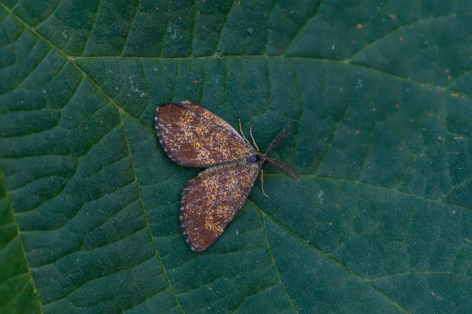 Ematurga atomaria - barna rétiaraszoló