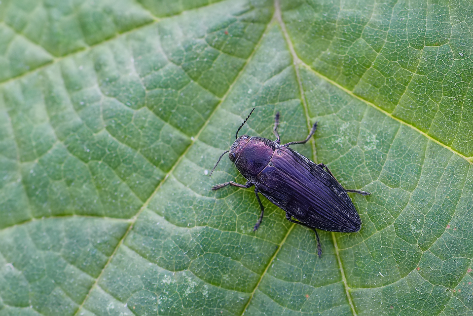 Buprestis haemorrhoidalis - foltosfejű díszbogár