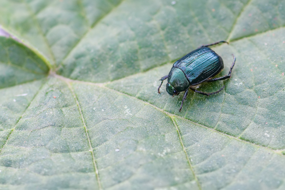 Anomala vitis - nagy fináncbogár