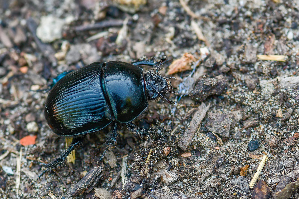 Anoplotrupes stercorosus - erdei álganéjtúró