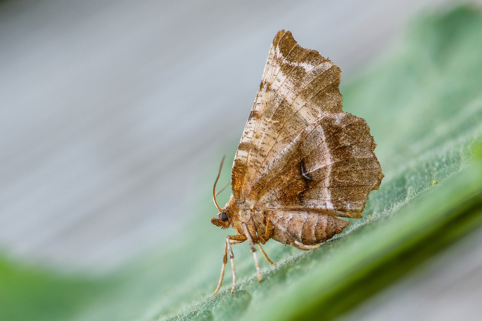 Selenia dentaria - kétfoltos holdasaraszoló