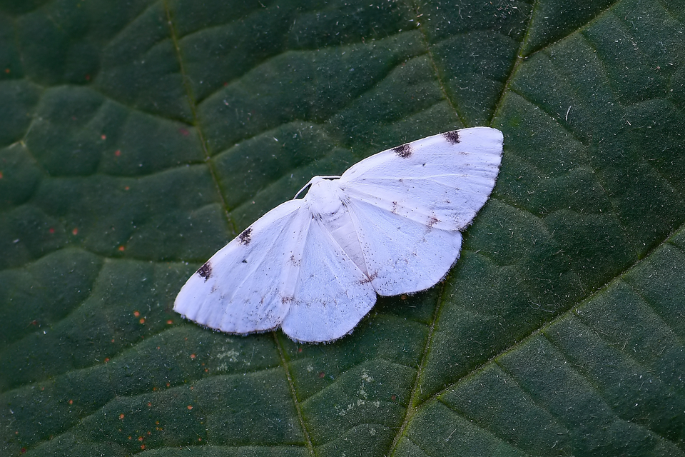 Lomographa bimaculata - kétpontos fehéraraszoló