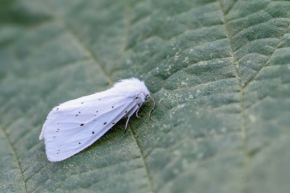 Spilosoma lubricipedum/urticae