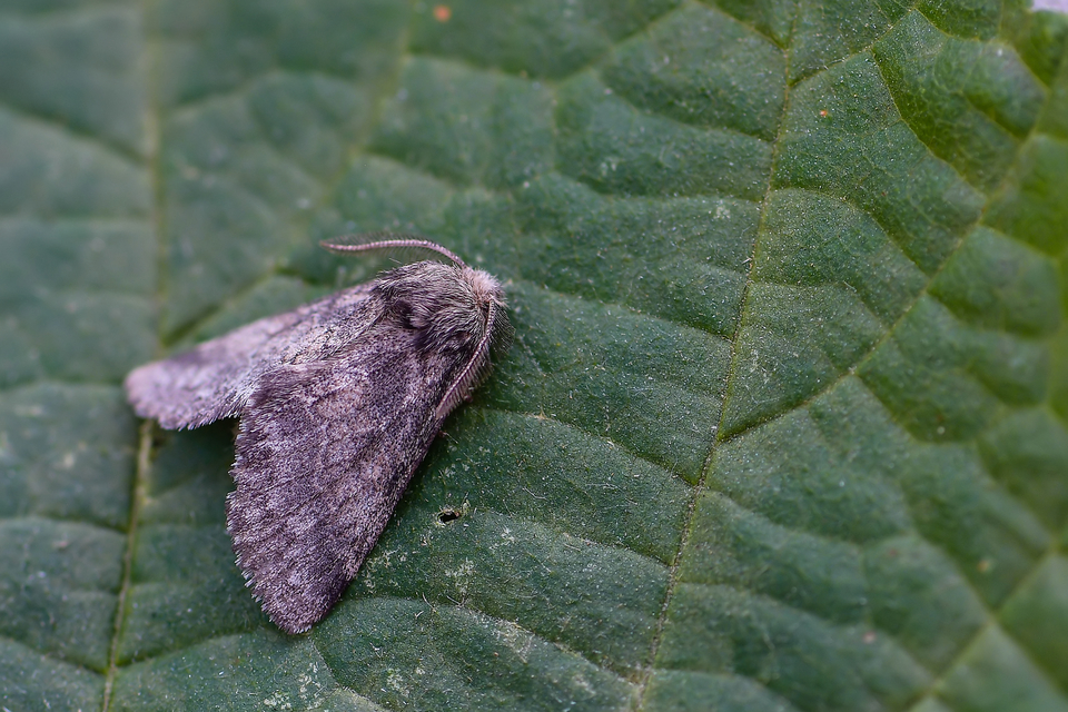 Gluphisia crenata - kormos púposszövő