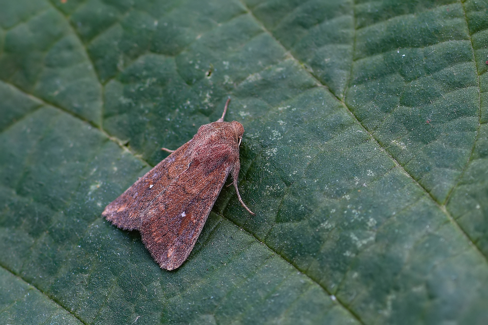Mythimna albipuncta - fehérpettyes rétibagoly