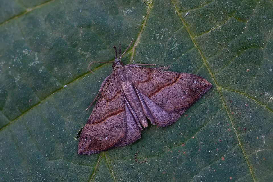 Hypena proboscidalis - ormányos karcsúbagoly
