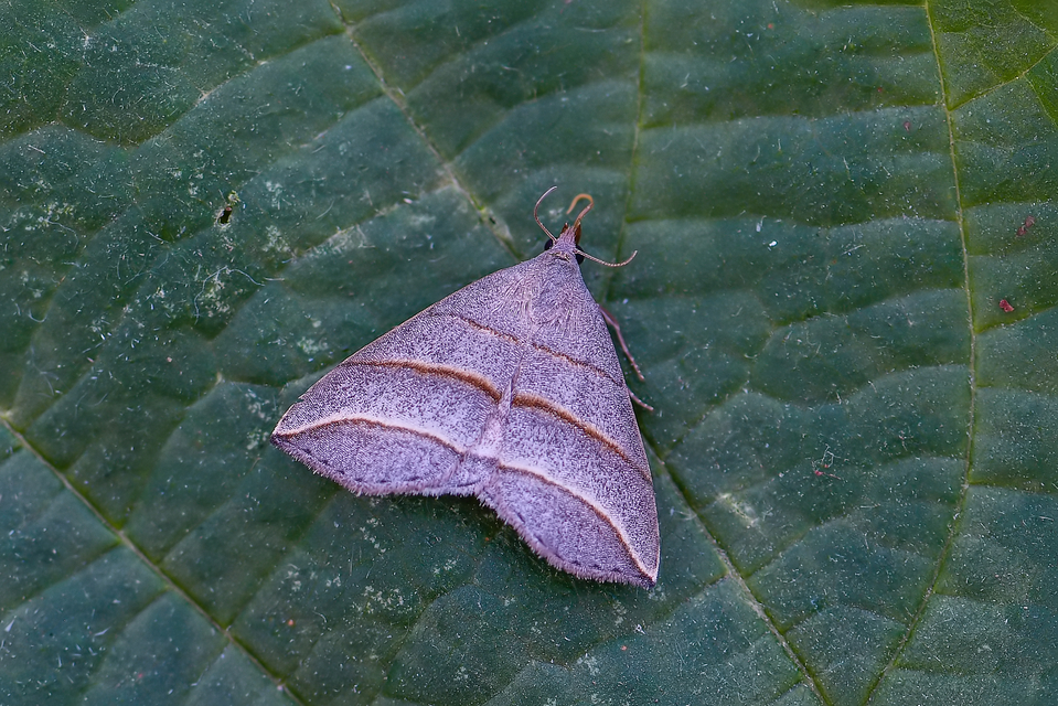 Colobochyla salicalis - háromsávos törpebagoly