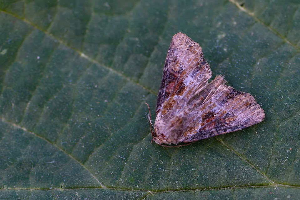 Lateroligia ophiogramma - harmatkása-dudvabagoly