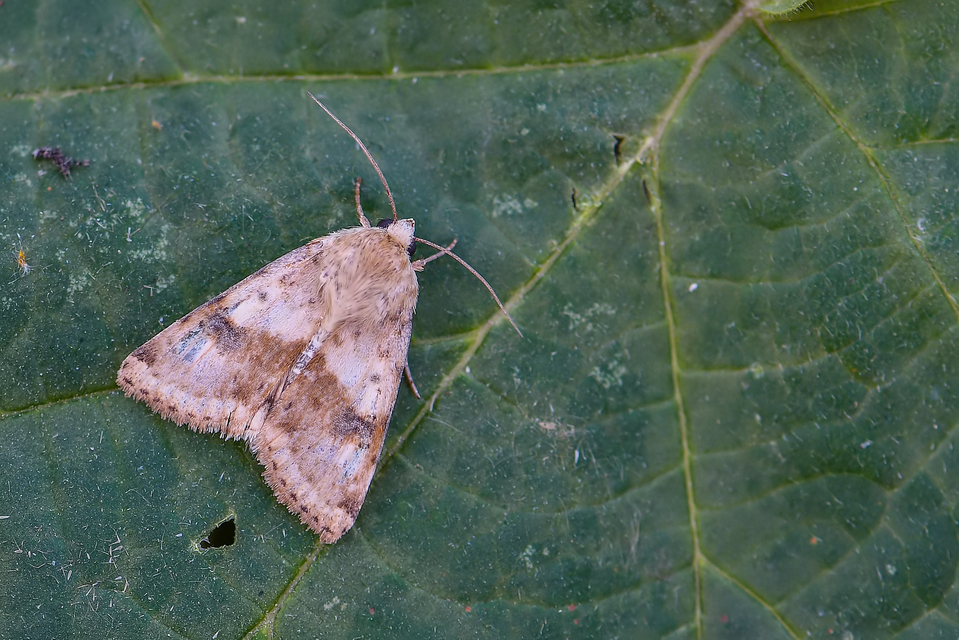 Heliothis viriplaca - mácsonyabagoly