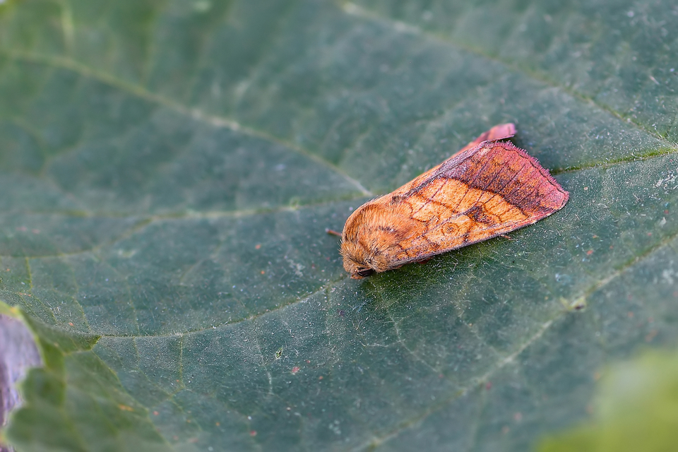 Pyrrhia umbra - iglicebagoly