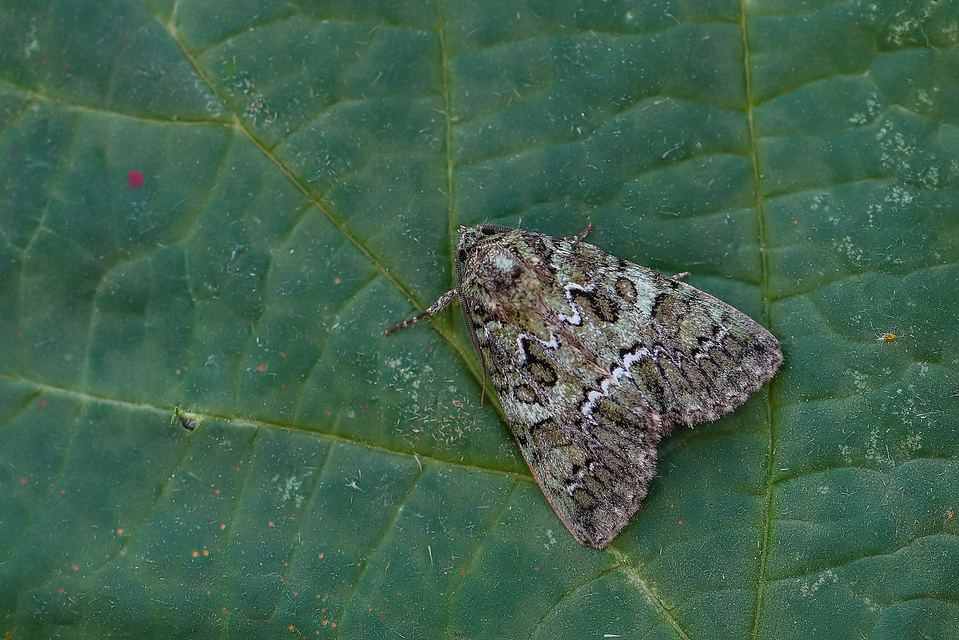 Polyphaenis sericata - selyemfényű erdeibagoly