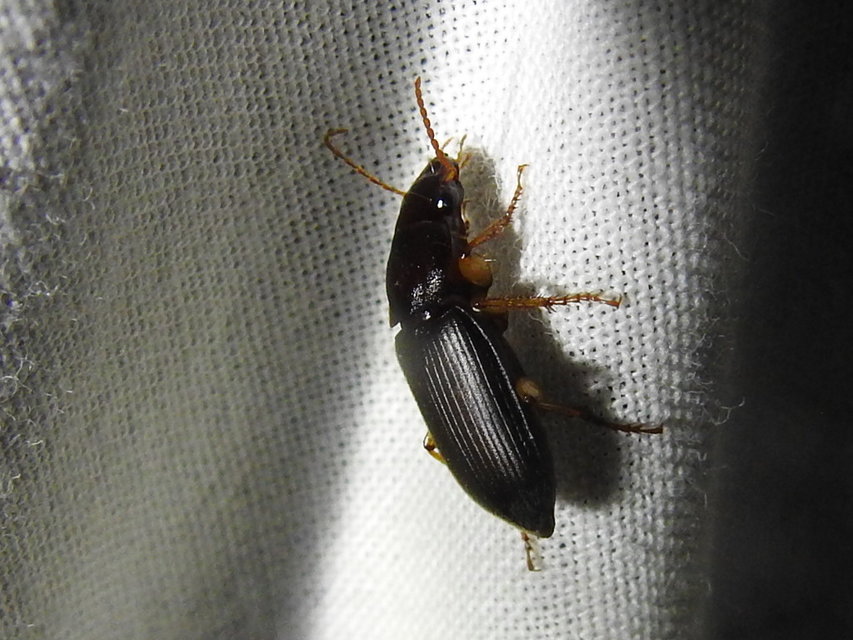 Harpalus rufipes - nagy selymesfutó