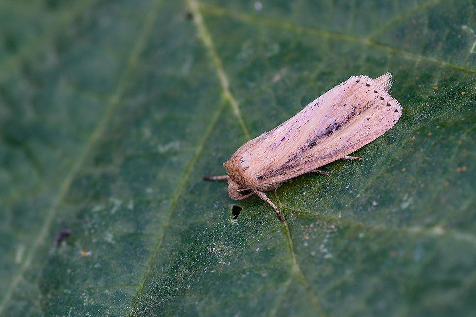 Globia sparganii - nagy nádibagoly