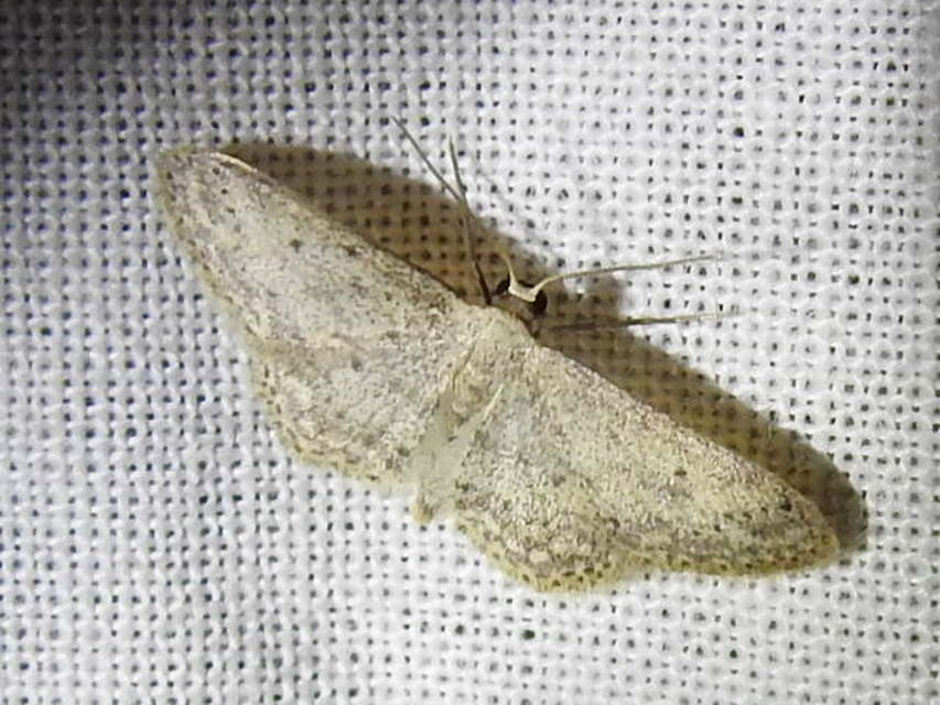 Idaea seriata - szürke apróaraszoló