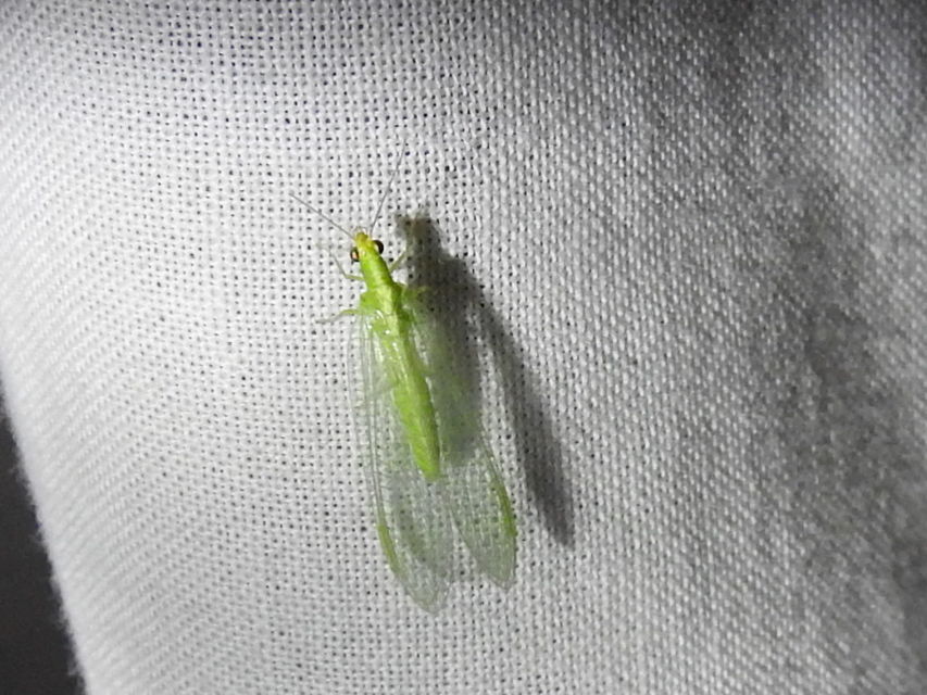 Chrysopidae - zöldfátyolkák
