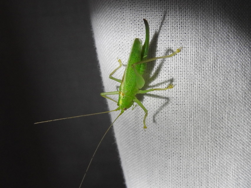 Meconema thalassinum - közönséges dobolószöcske