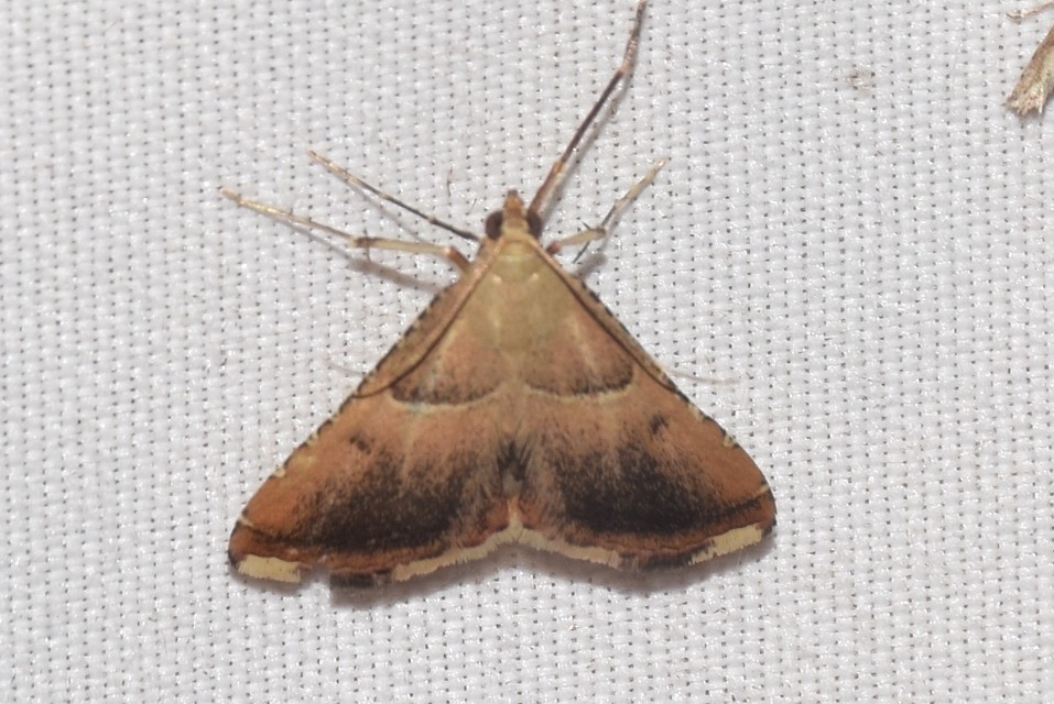 Endotricha flammealis - tüzesszárnyú fényilonca