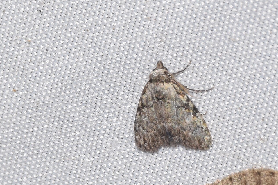 Meganola strigula - hamvas pamacsosszövő