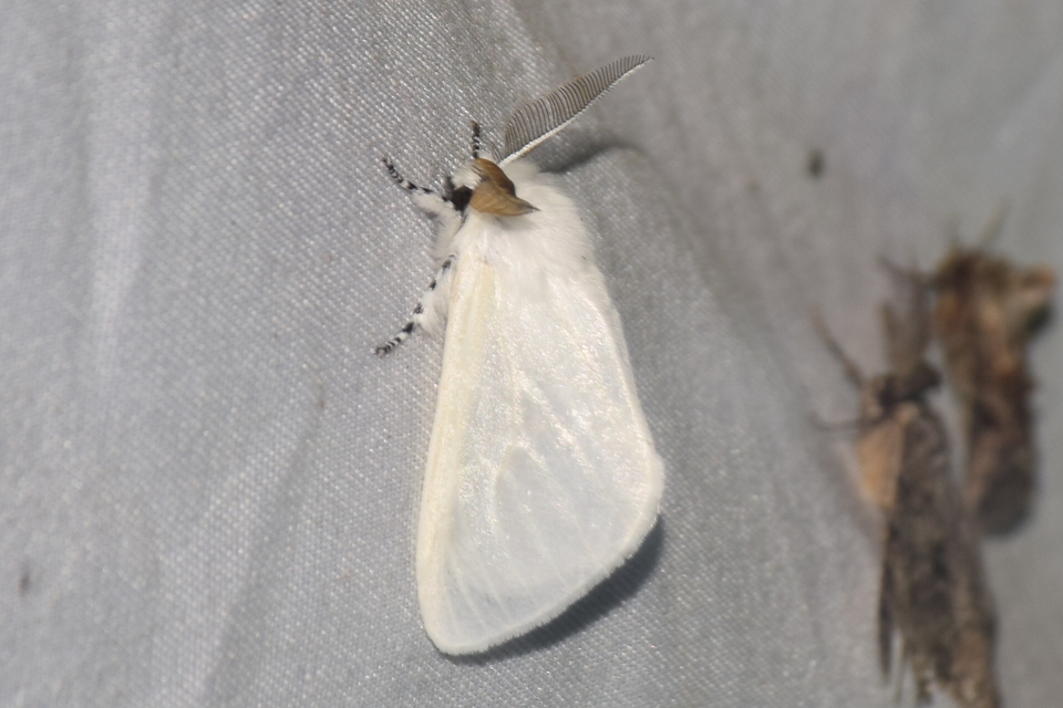 Leucoma salicis - fűzfaszövő