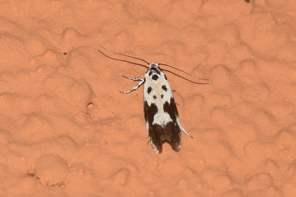Ethmia quadrillella - gyászos feketemoly