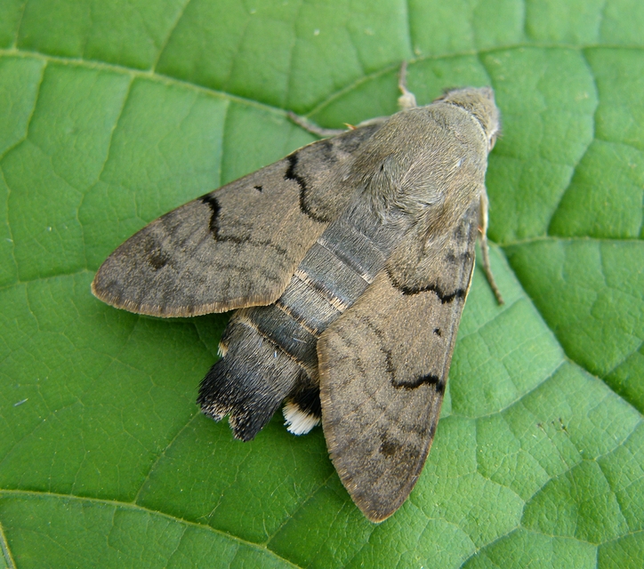 Macroglossum stellatarum - kacsafarkú szender